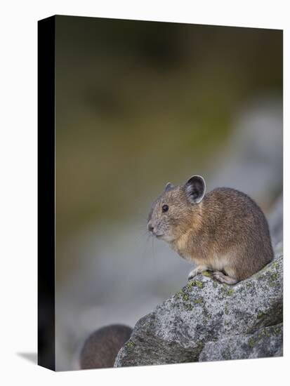 Pika, a Non-Hibernating Mammal Closely Related to Rabbits-Gary Luhm-Premier Image Canvas