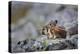 Pika, a Non-Hibernating Mammal Closely Related to Rabbits-Gary Luhm-Premier Image Canvas