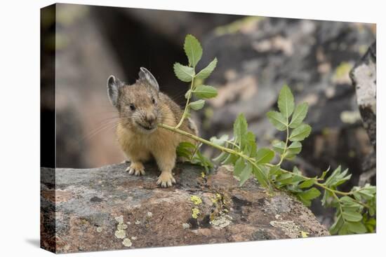 Pika bringing vegetation to Hay pile, in Bridger National Forest, Wyoming, USA, July-Jeff Foott-Premier Image Canvas