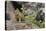 Pika bringing vegetation to Hay pile, in Bridger National Forest, Wyoming, USA, July-Jeff Foott-Premier Image Canvas