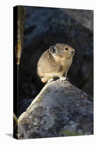 Pika (Ochotona Princeps) In Scree Rock Pile, Sheepeaters Cliff, Yellowstone National Park-Mary Mcdonald-Premier Image Canvas