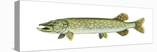 Pike (Esox Lucius), Fishes-Encyclopaedia Britannica-Stretched Canvas