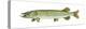 Pike (Esox Lucius), Fishes-Encyclopaedia Britannica-Stretched Canvas