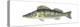 Pike-Perch (Sander Lucioperca), Fishes-Encyclopaedia Britannica-Stretched Canvas