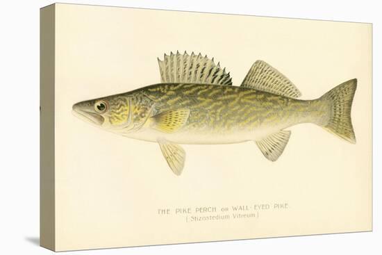 Pike Perch-null-Premier Image Canvas