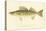 Pike Perch-null-Premier Image Canvas