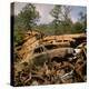 Pile of Rusted Car Shells in an Automobile Junkyard-Walker Evans-Premier Image Canvas