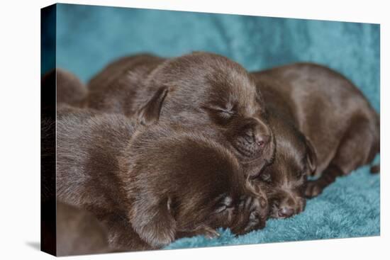 Pile of Sleeping Labrador Retriever Puppies-Zandria Muench Beraldo-Premier Image Canvas