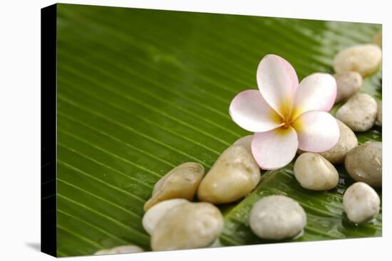 Pile of Stones with Frangipani on Banana Leaf-crystalfoto-Premier Image Canvas