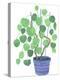 Pilea Plant-Elizabeth Rider-Premier Image Canvas