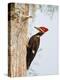 Pileated Woodpecker, Caddo Lake, Texas, USA-Larry Ditto-Premier Image Canvas