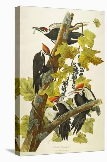 Pileated Woodpecker (Dryocopus Pileatus), Plate Cxi, from 'The Birds of America'-John James Audubon-Premier Image Canvas