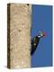 Pileated Woodpecker, Female at Nest Hole in Palm Tree, Fl, USA-Rolf Nussbaumer-Premier Image Canvas