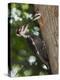 Pileated Woodpecker, Pennsylvania, USA-Joe & Mary Ann McDonald-Premier Image Canvas