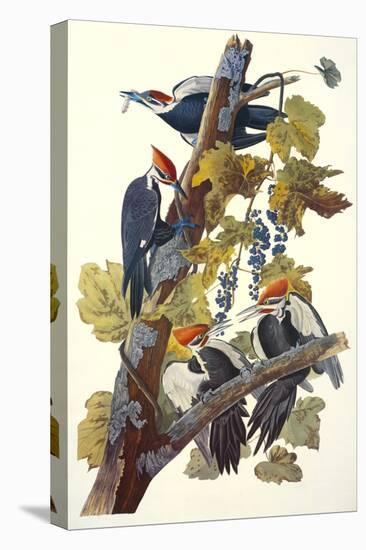 Pileated Woodpecker-John James Audubon-Stretched Canvas