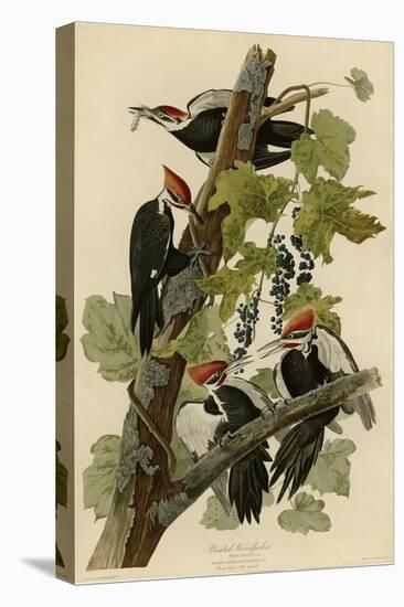 Pileated Woodpecker-null-Premier Image Canvas