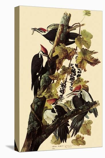 Pileated Woodpeckers-John James Audubon-Premier Image Canvas