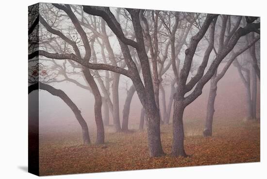 Pilot Road Trees-David Lorenz Winston-Stretched Canvas