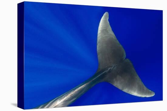 Pilot whale close-up, Tenerife, Canary Islands-Sergio Hanquet-Premier Image Canvas