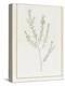 Pimelea Linifolia, 1812-Pierre Joseph Redoute-Premier Image Canvas