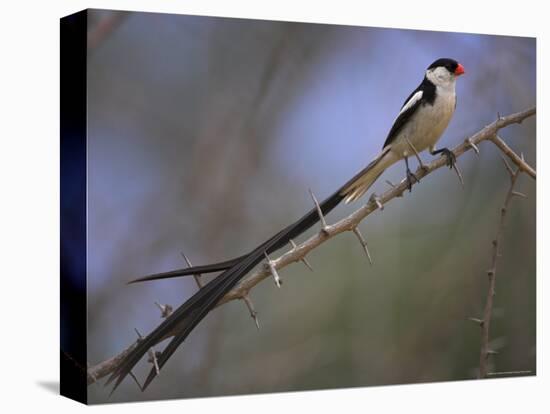 Pin-Tailed Whydah (Vidua Macroura), Male in Breeding Plumage, South Africa, Africa-Ann & Steve Toon-Premier Image Canvas