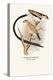 Pin-Tailed Whydah-Arthur G. Butler-Stretched Canvas