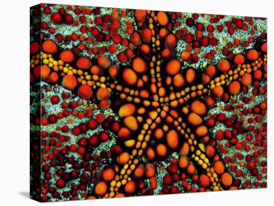 Pincushion Starfish (Culcita Novaeuineae)-Andrea Ferrari-Premier Image Canvas