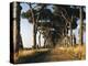 Pine Avenue-Thonig-Premier Image Canvas