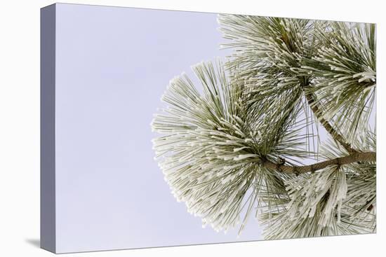 Pine bough with heavy frost crystals, Kalispell, Montana-Adam Jones-Premier Image Canvas