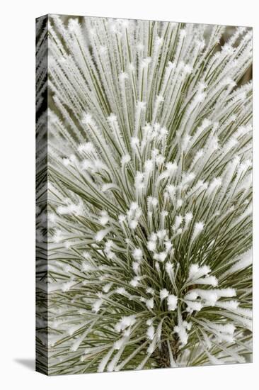 Pine bough with heavy frost crystals, Kalispell, Montana-Adam Jones-Premier Image Canvas