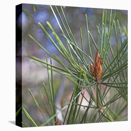 Pine Bud-Ken Bremer-Stretched Canvas