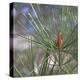 Pine Bud-Ken Bremer-Stretched Canvas