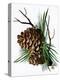 pine cone copy brochure-Debbi Wetzel-Premier Image Canvas