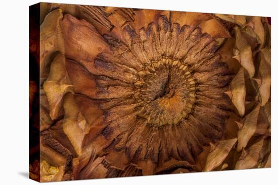 Pine Cone II-Kathy Mahan-Premier Image Canvas