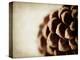 Pine Cone-Jessica Rogers-Premier Image Canvas