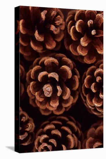 Pine Cones-Den Reader-Premier Image Canvas