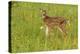 Pine County. Captive fawn.-Jaynes Gallery-Premier Image Canvas