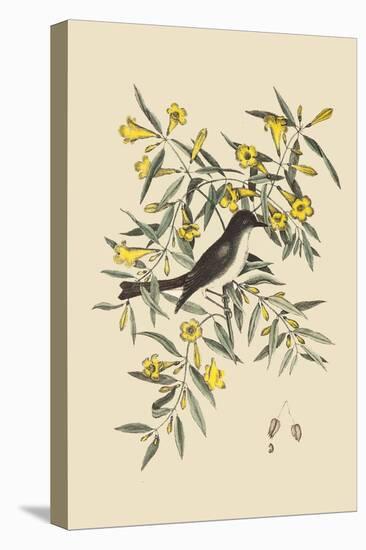 Pine Creeper-Mark Catesby-Stretched Canvas