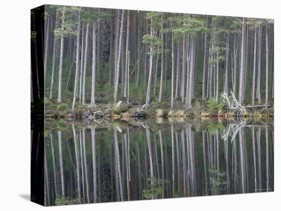 Pine Forest Reflections on Flat Calm Lochan, Cairngorms National Park, Scotland-Pete Cairns-Premier Image Canvas