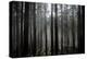 Pine Forest with Rays of Light Shining Through Trees, Montado Do Barreiro Natural Park, Madeira-Radisics-Premier Image Canvas