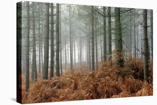 Pine Forest-Adrian Bicker-Premier Image Canvas