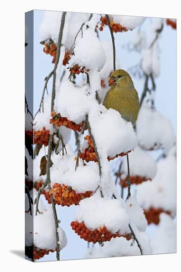 Pine grosbeak young male feeding on rowan berries covered in snow, Liminka, Finland-Markus Varesvuo-Premier Image Canvas