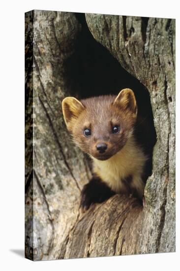 Pine Marten in Hole in Tree-null-Premier Image Canvas