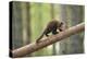 Pine Marten (Martes Martes) 4-5 Month Kit Walking Along Branch in Caledonian Forest, Scotland, UK-Terry Whittaker-Premier Image Canvas