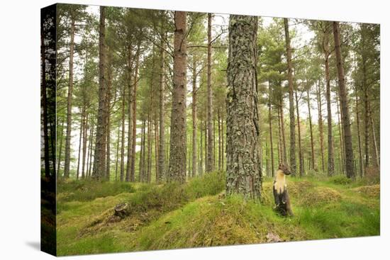 Pine Marten (Martes Martes) Adult Female in Caledonian Forest, the Black Isle, Scotland, UK-Terry Whittaker-Premier Image Canvas