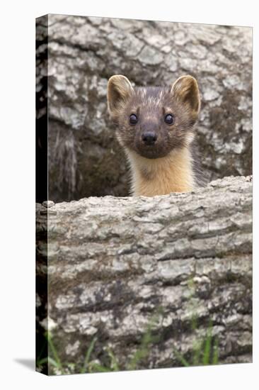 Pine Marten (Martes Martes), Captive, United Kingdom, Europe-Ann and Steve Toon-Premier Image Canvas