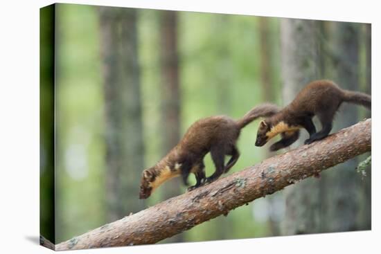 Pine Marten (Martes Martes) Two 4 Month Kits Running Along Branch, Caledonian Forest, Scotland, UK-Terry Whittaker-Premier Image Canvas
