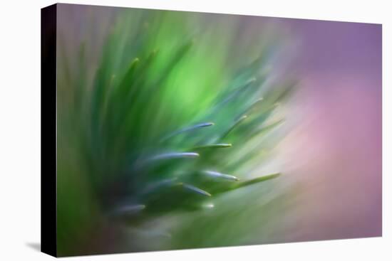 Pine Needles 5-Ursula Abresch-Premier Image Canvas