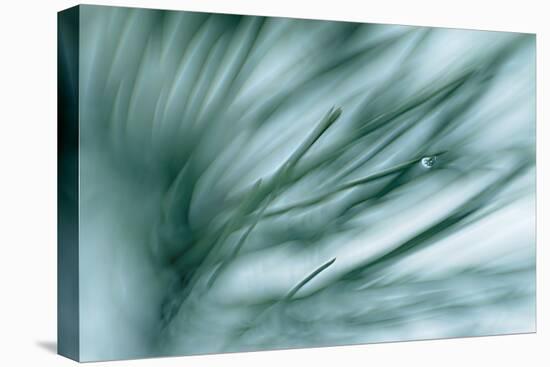 Pine Needles in Rain-Ursula Abresch-Premier Image Canvas