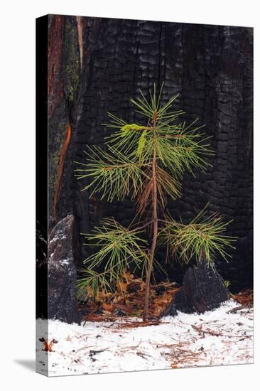 Pine seedling and burned trunk in winter, Yosemite National Park, California, USA-Russ Bishop-Premier Image Canvas